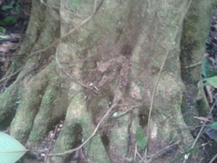 Pleodendron costaricense