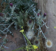 Cirsium occidentale