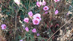 Clarkia rubicunda