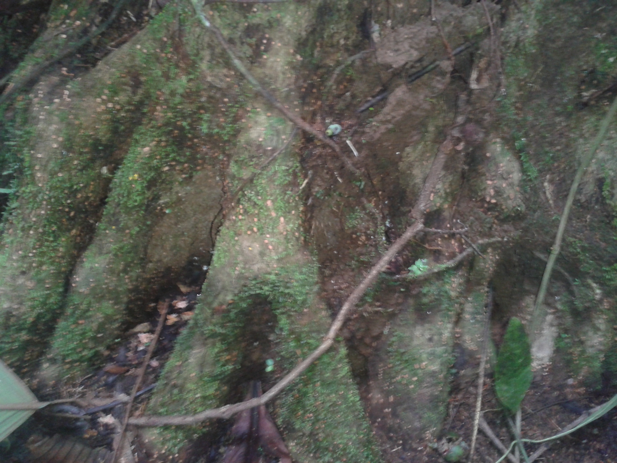 Imagem de Pleodendron costaricense