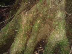 Pleodendron costaricense