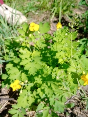 Chelidonium majus