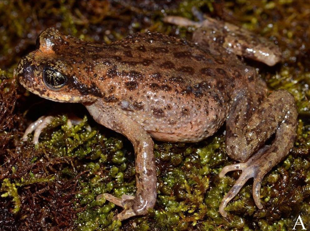 Spiny Lazy Toad