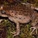 Spiny Lazy Toad - Photo (c) 
Kai Wang, some rights reserved (CC BY)