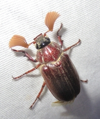 Polyphylla hammondi