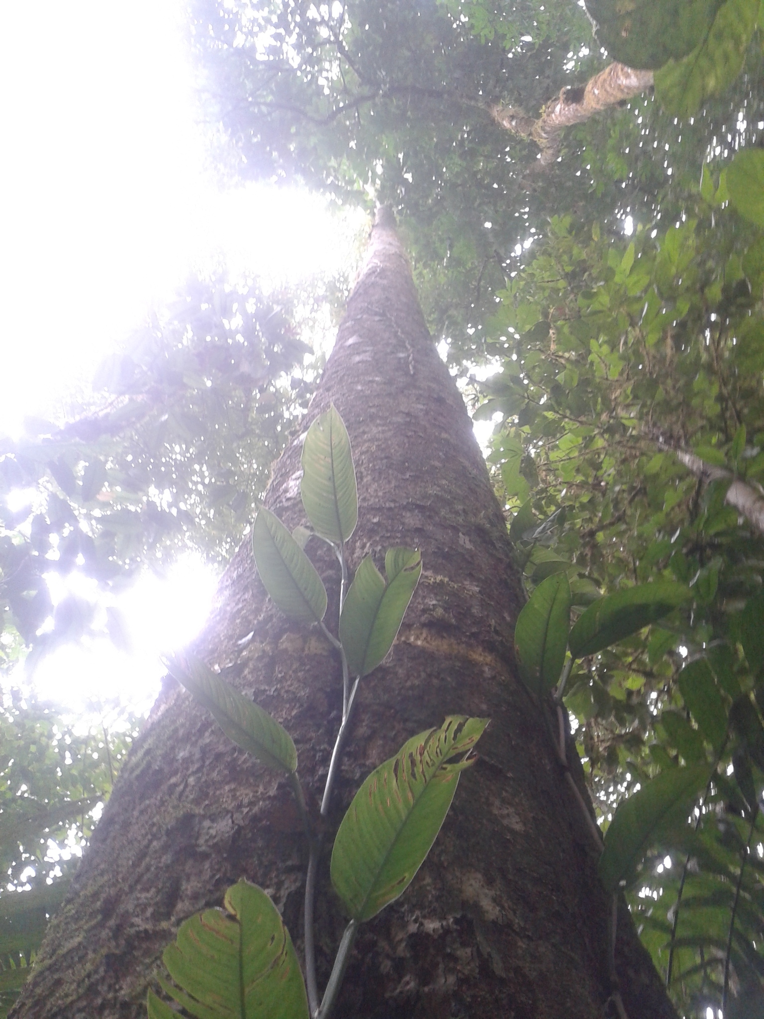 Imagem de Pleodendron costaricense