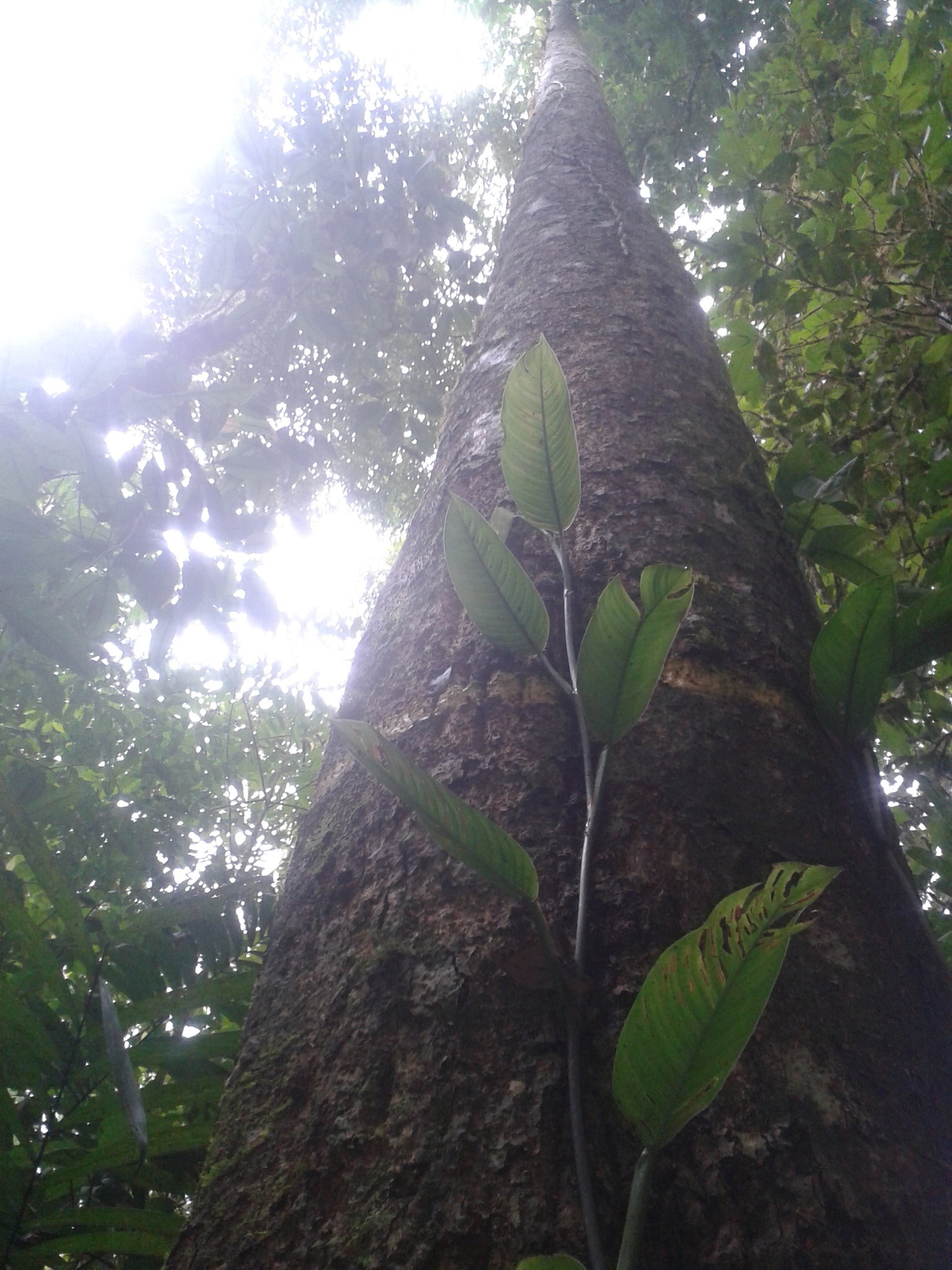 Imagem de Pleodendron costaricense