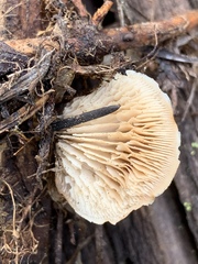 Lentinellus montanus