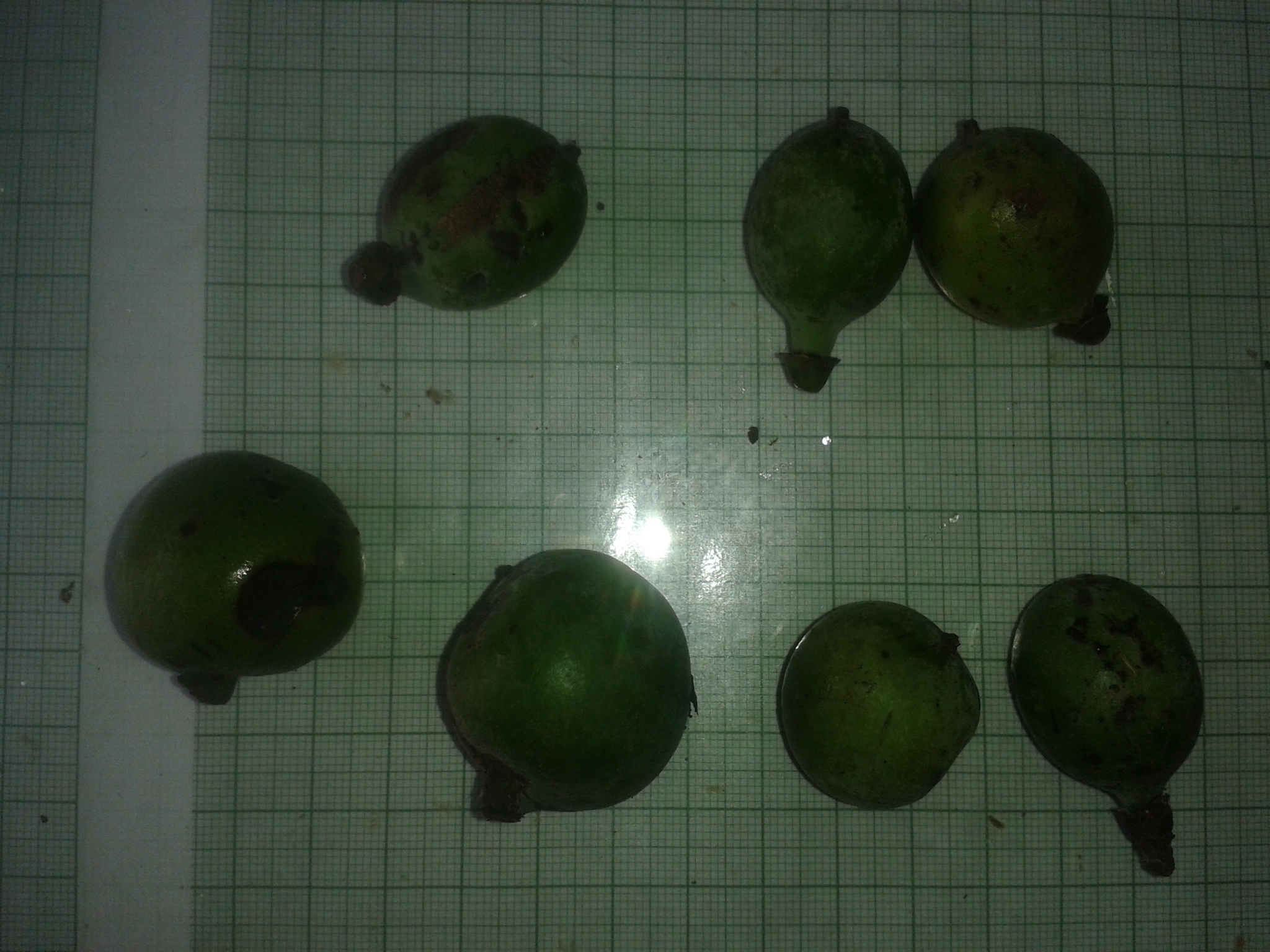 Imagem de Pleodendron costaricense