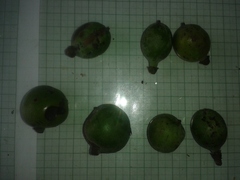 Pleodendron costaricense