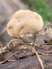 Lentinellus montanus