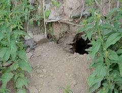 Marmota kastschenkoi