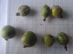 Pleodendron costaricense