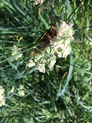 Magicicada septendecula