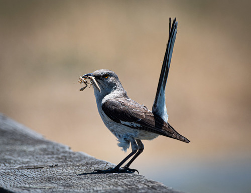 Northern Mockingbird (Mimus polyglottos), photo 7