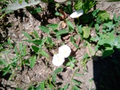 Convolvulus arvensis