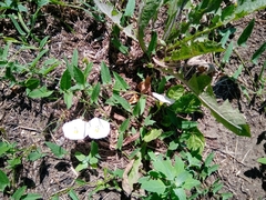 Convolvulus arvensis