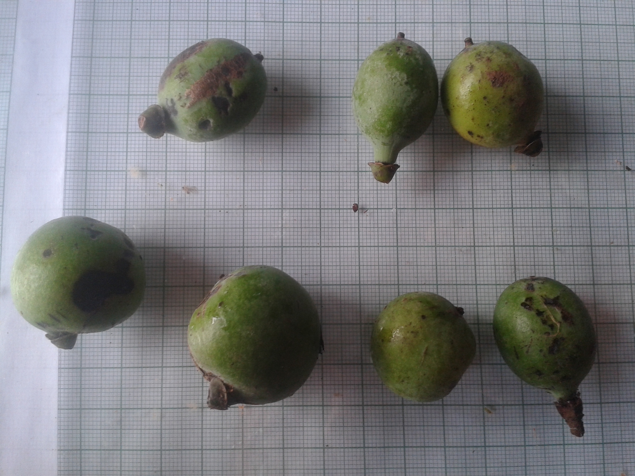 Imagem de Pleodendron costaricense