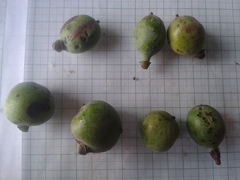 Pleodendron costaricense