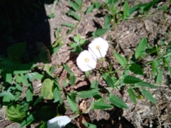 Convolvulus arvensis