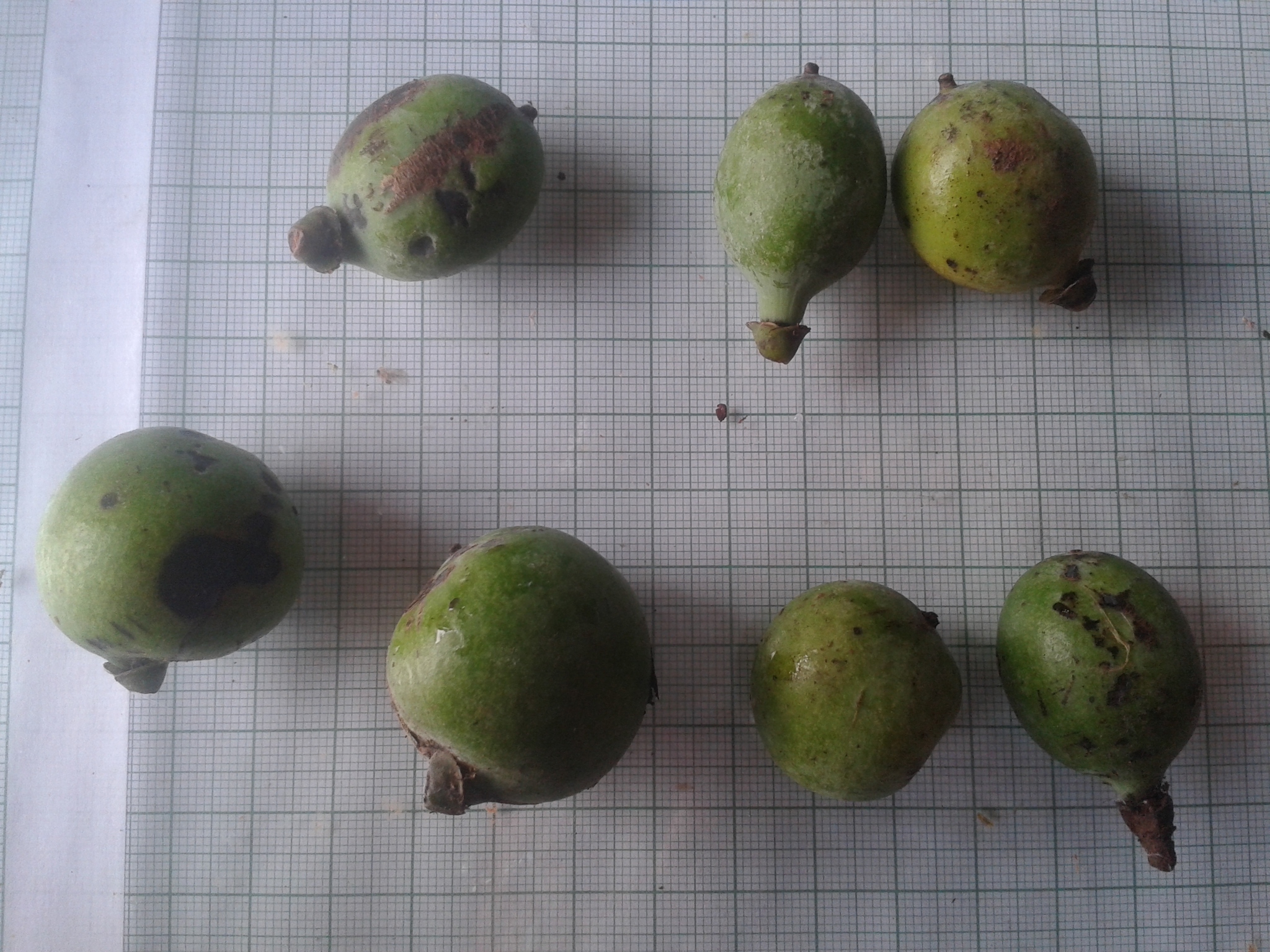 Imagem de Pleodendron costaricense
