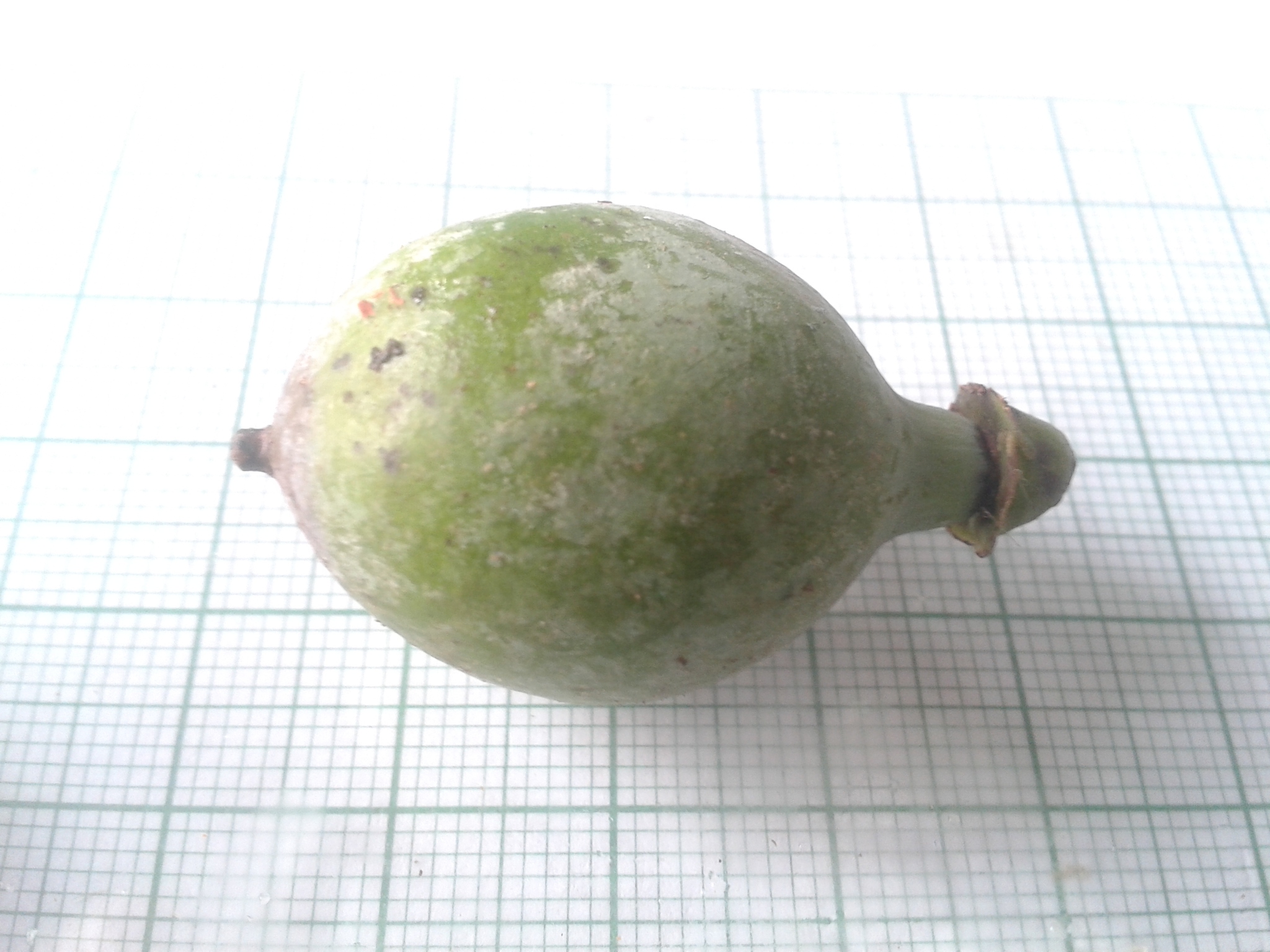 Imagem de Pleodendron costaricense