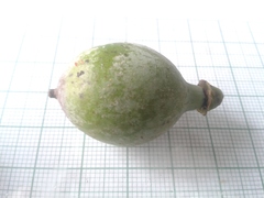 Pleodendron costaricense