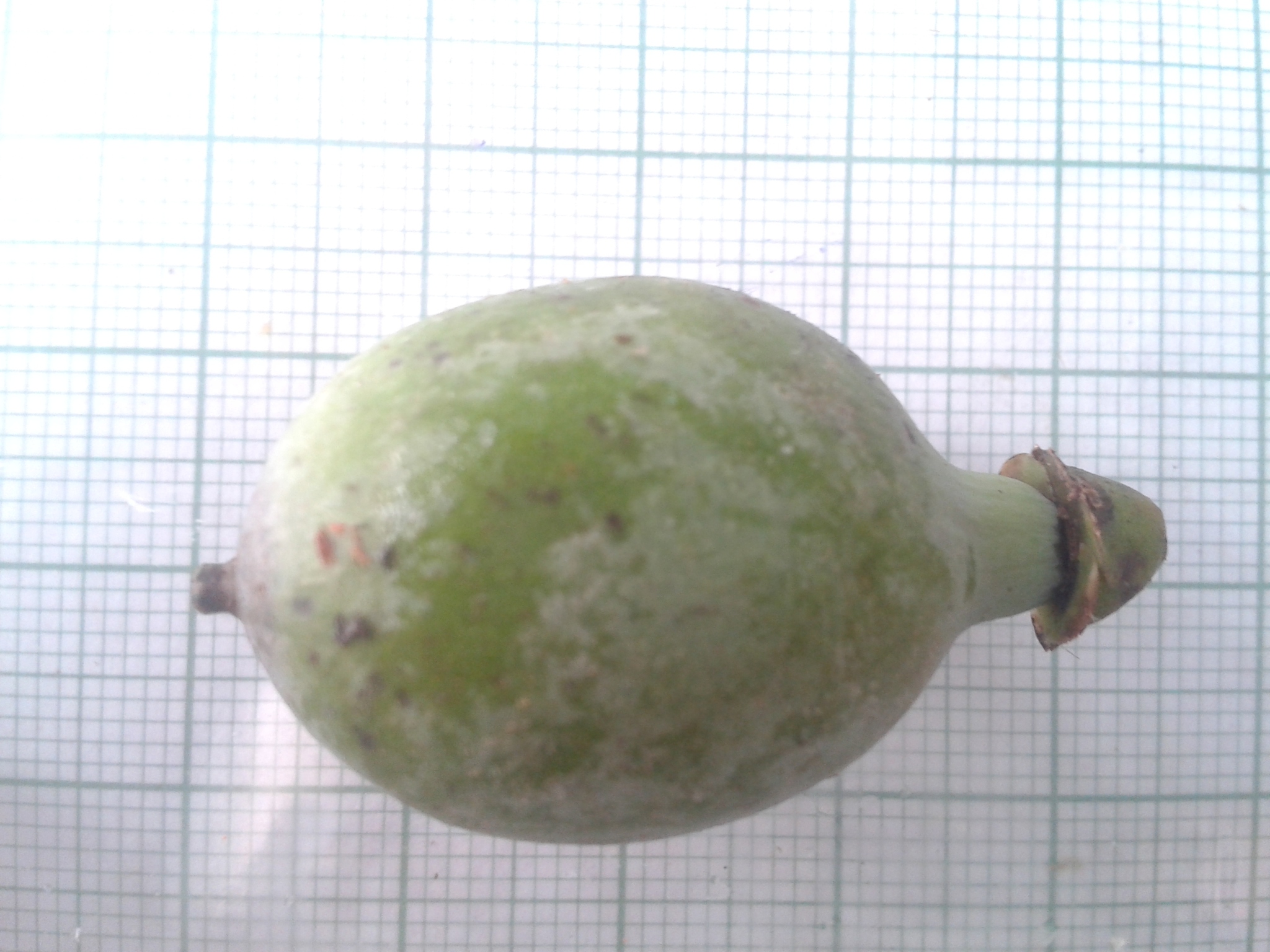 Imagem de Pleodendron costaricense