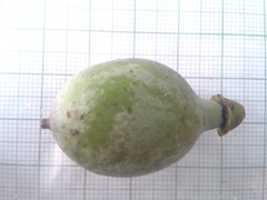 Pleodendron costaricense