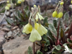 Primula chumbiensis