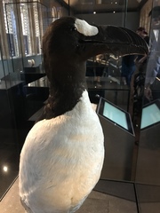 Pinguinus impennis