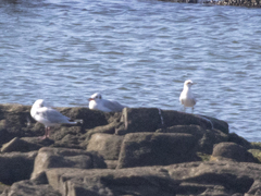 Chroicocephalus maculipennis