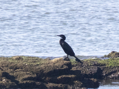 Nannopterum brasilianum