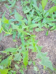 Taraxacum officinale