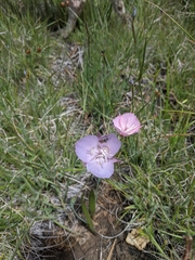 Calochortus nudus