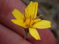 Crepis atribarba