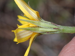 Crepis atribarba