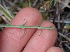 Crepis atribarba