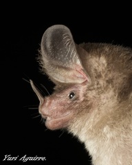 Schmidt's Big-Eared Bat photo 3