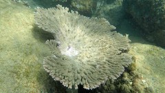 Acropora clathrata