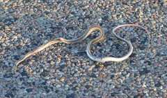 Masticophis taeniatus girardi