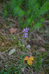 Polygala comosa