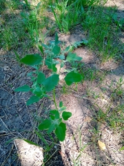 Chenopodium album