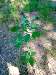 Chenopodium album
