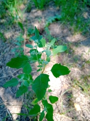 Chenopodium album