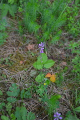 Polygala comosa