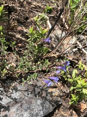 Penstemon caespitosus