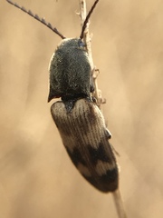 Megapenthes turbulentus
