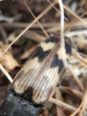 Megapenthes turbulentus