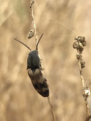 Megapenthes turbulentus
